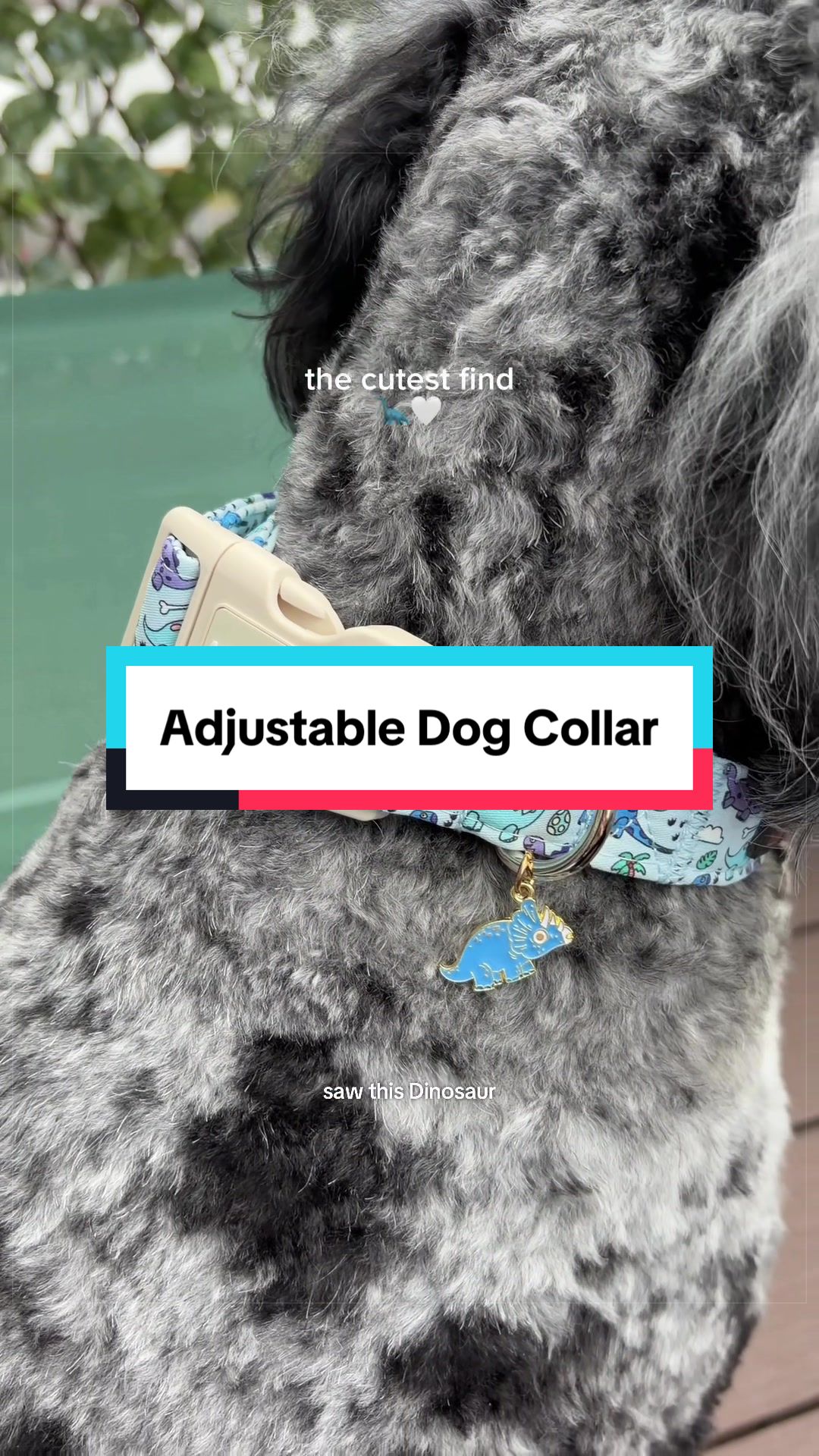 @Archie The Bernedoodle