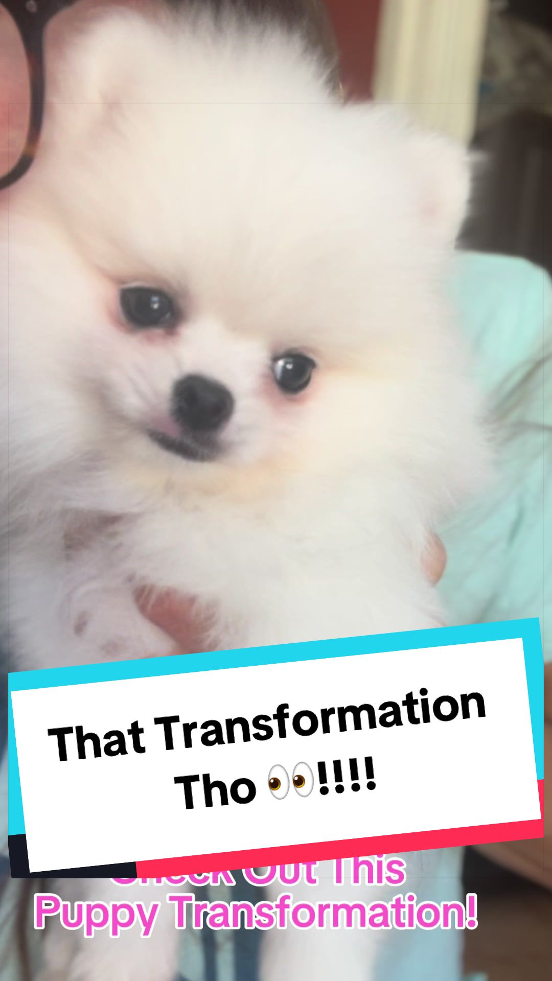 @blessedlittlepaw