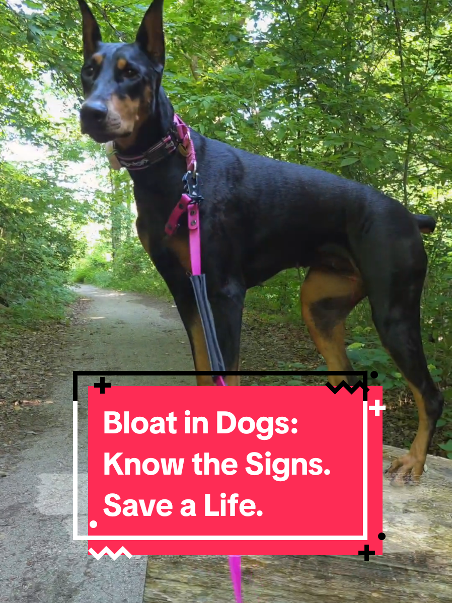 @Dobergoats Cash & Kaia