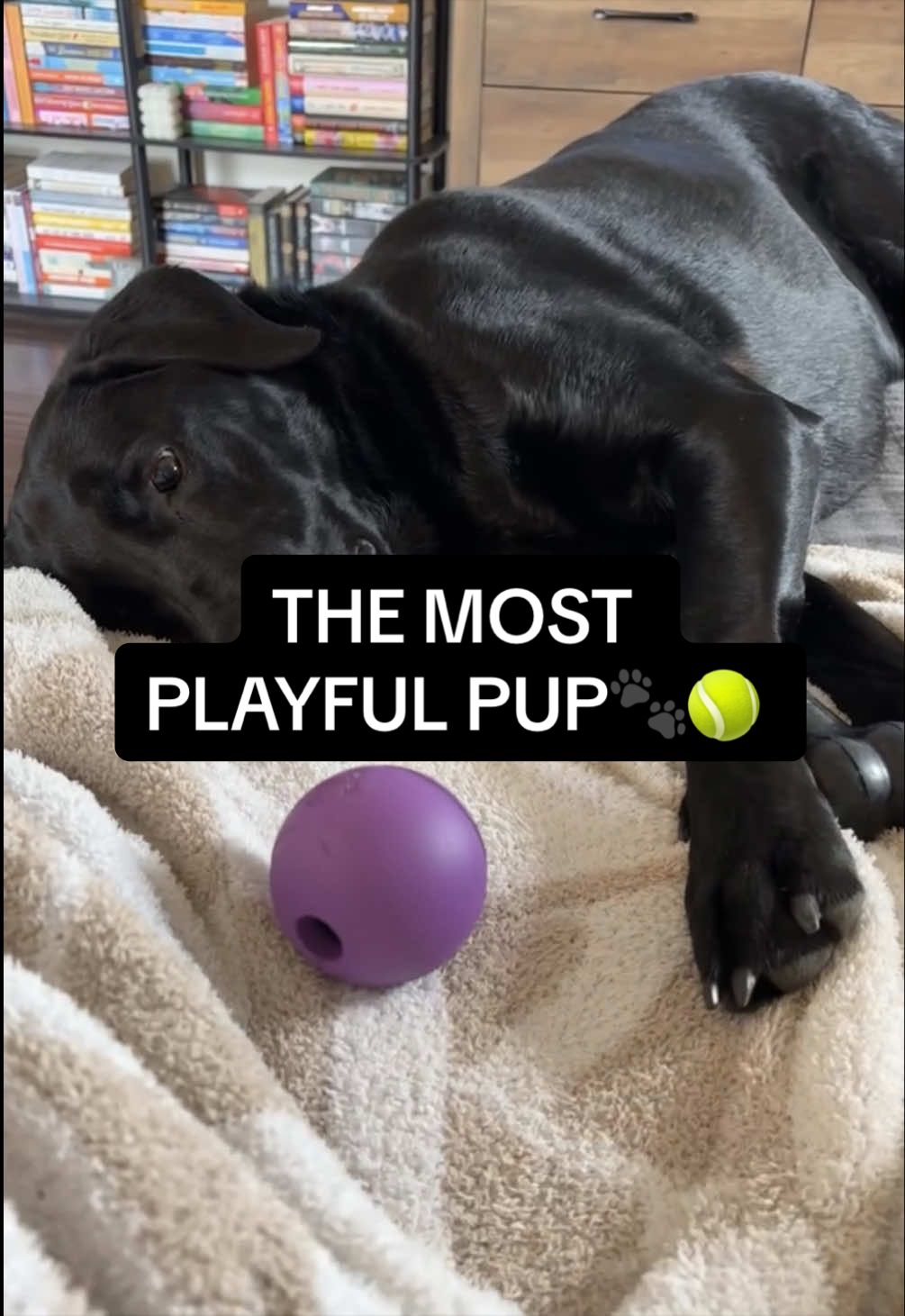 @Sevy and Gus 🐾