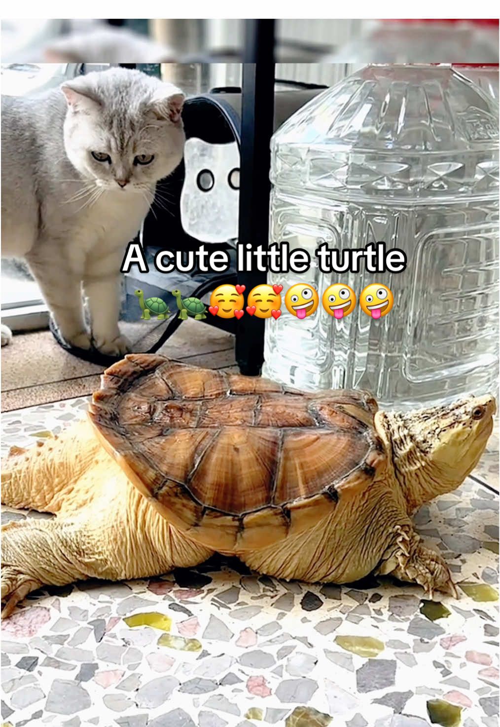 @Mr. Turtle