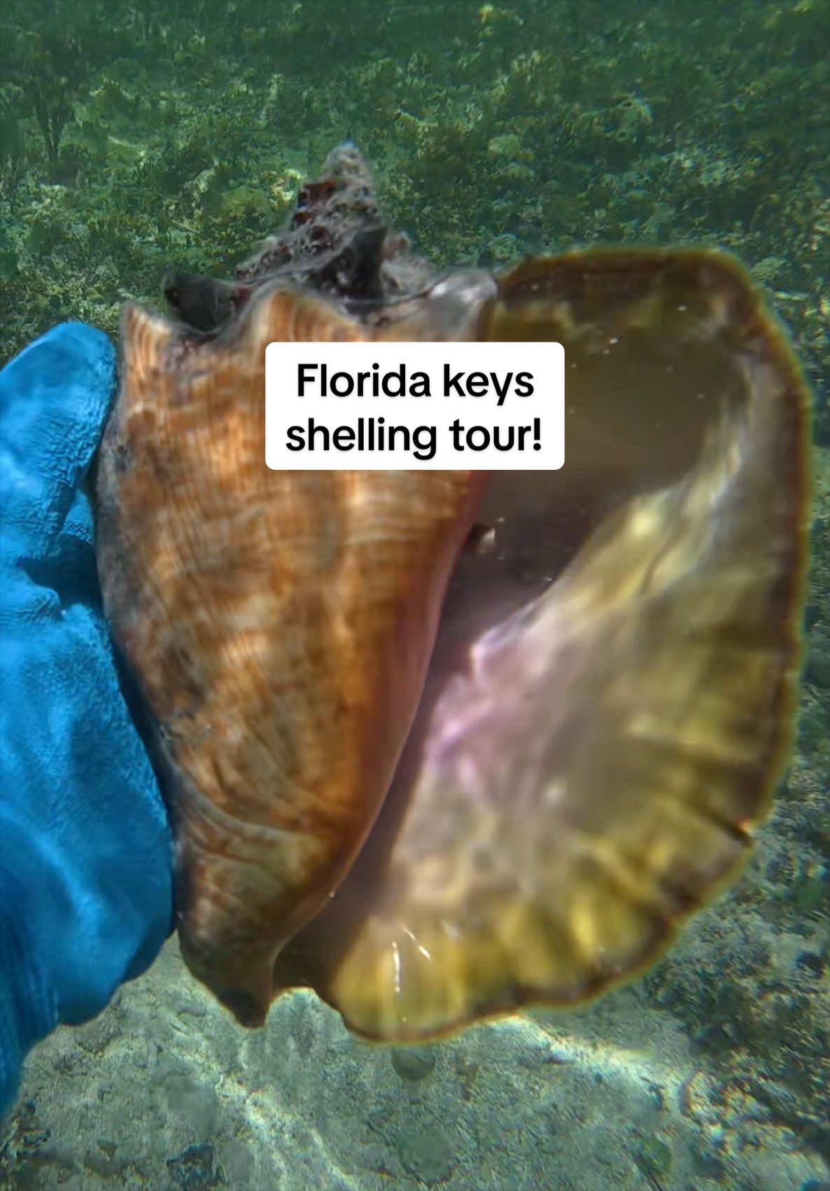 @🐚Jojo🌴
