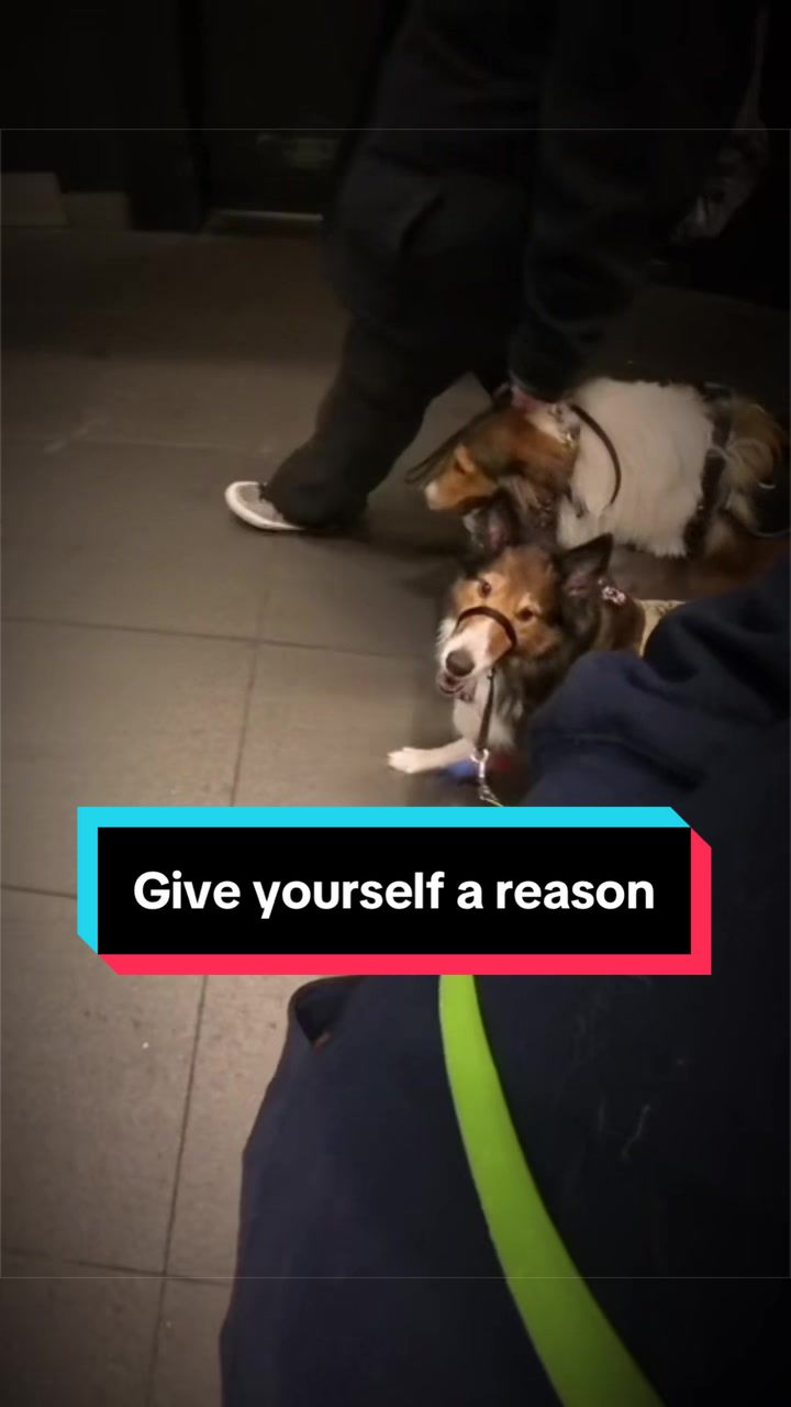 @Dakota & Pups