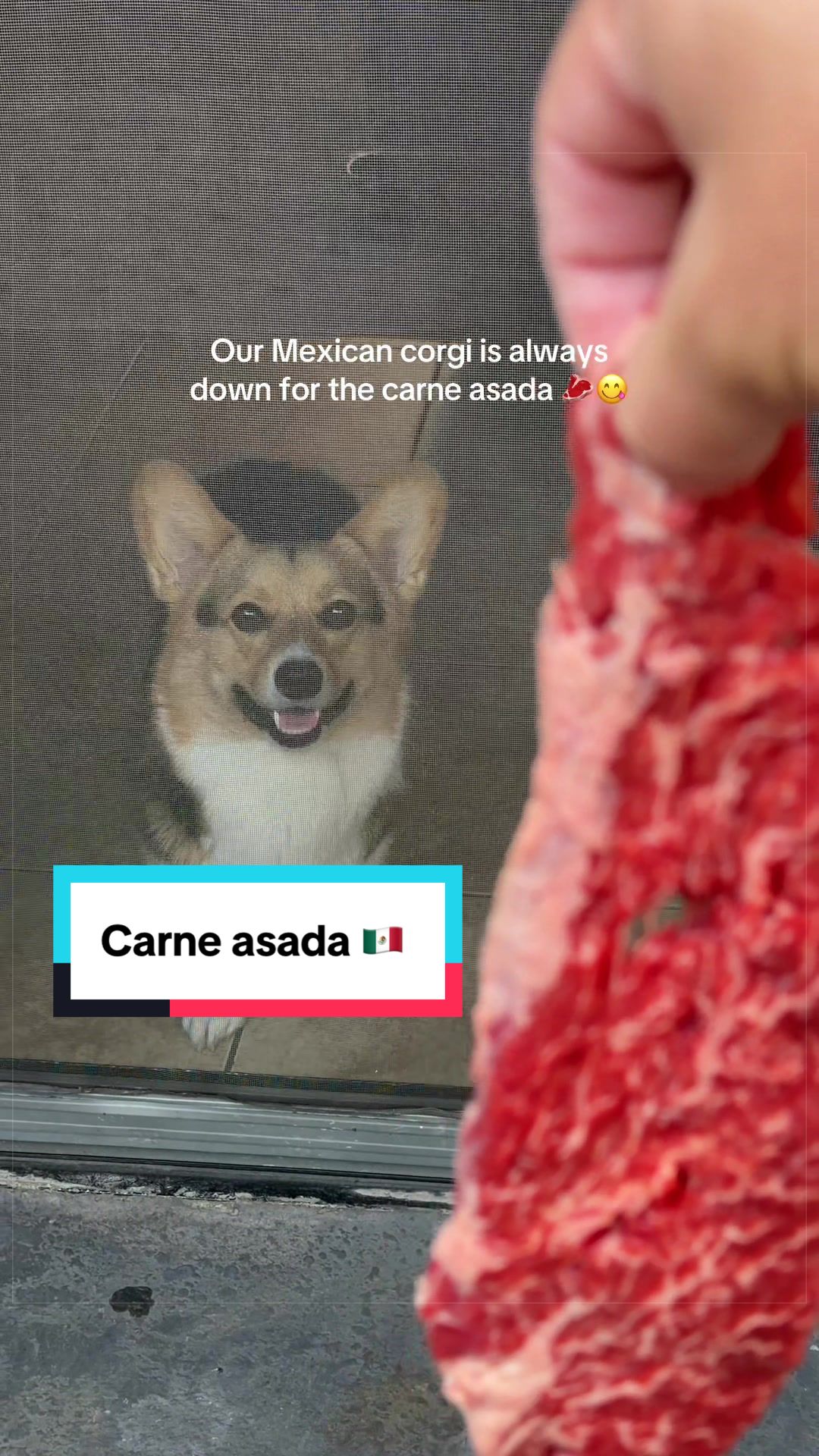 @hasbithecorgi