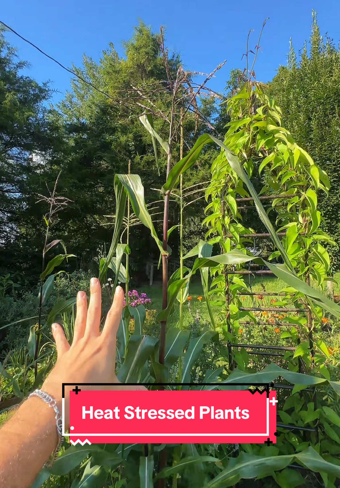 @redleafranch