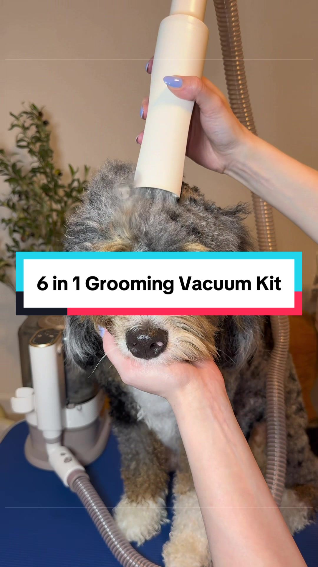 @Archie The Bernedoodle