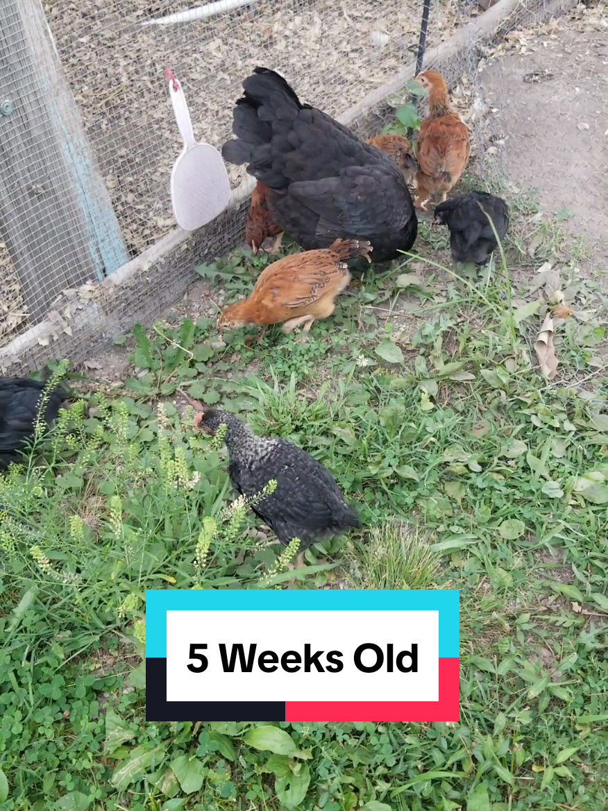 @CityChickenFarm