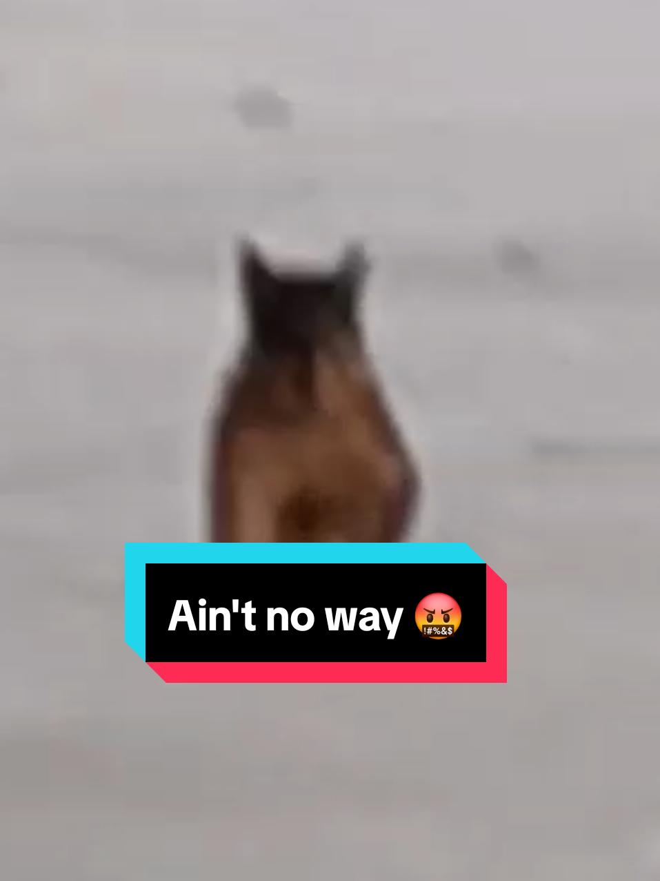 @Ashsplash