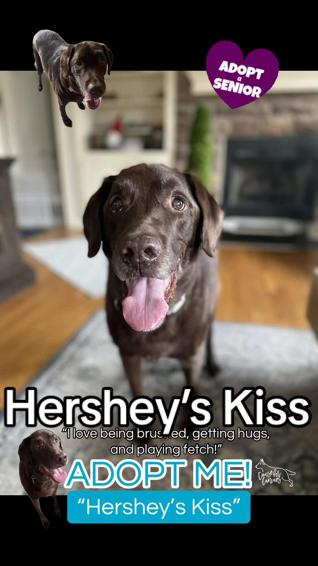 @causeforcaninesrescue