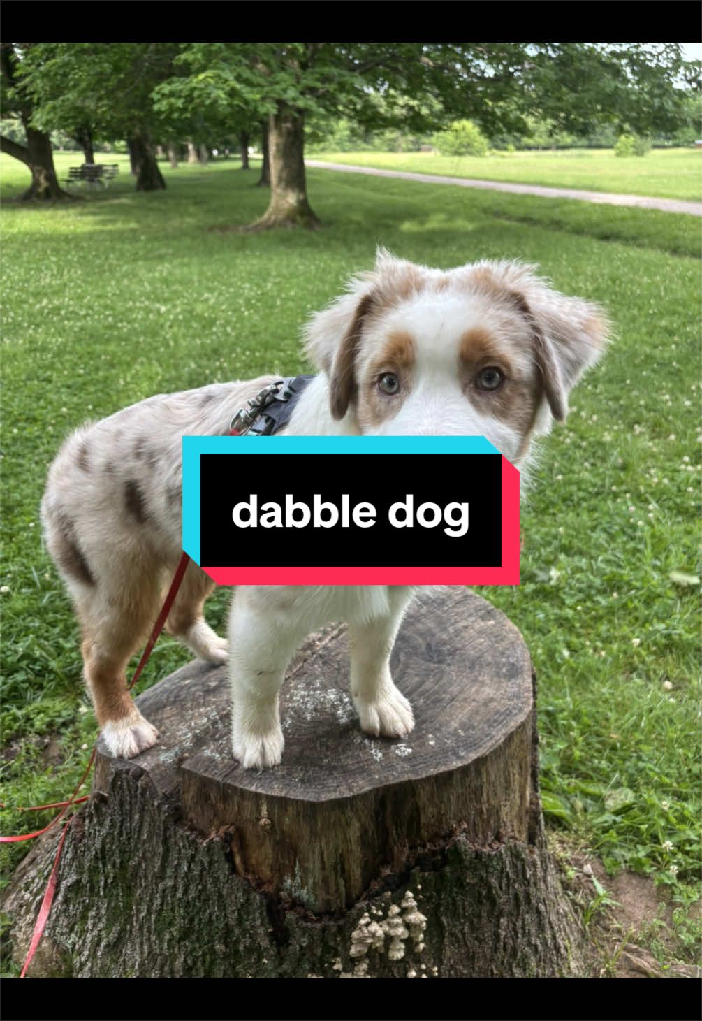 @Beck | Kentucky Dog Trainer