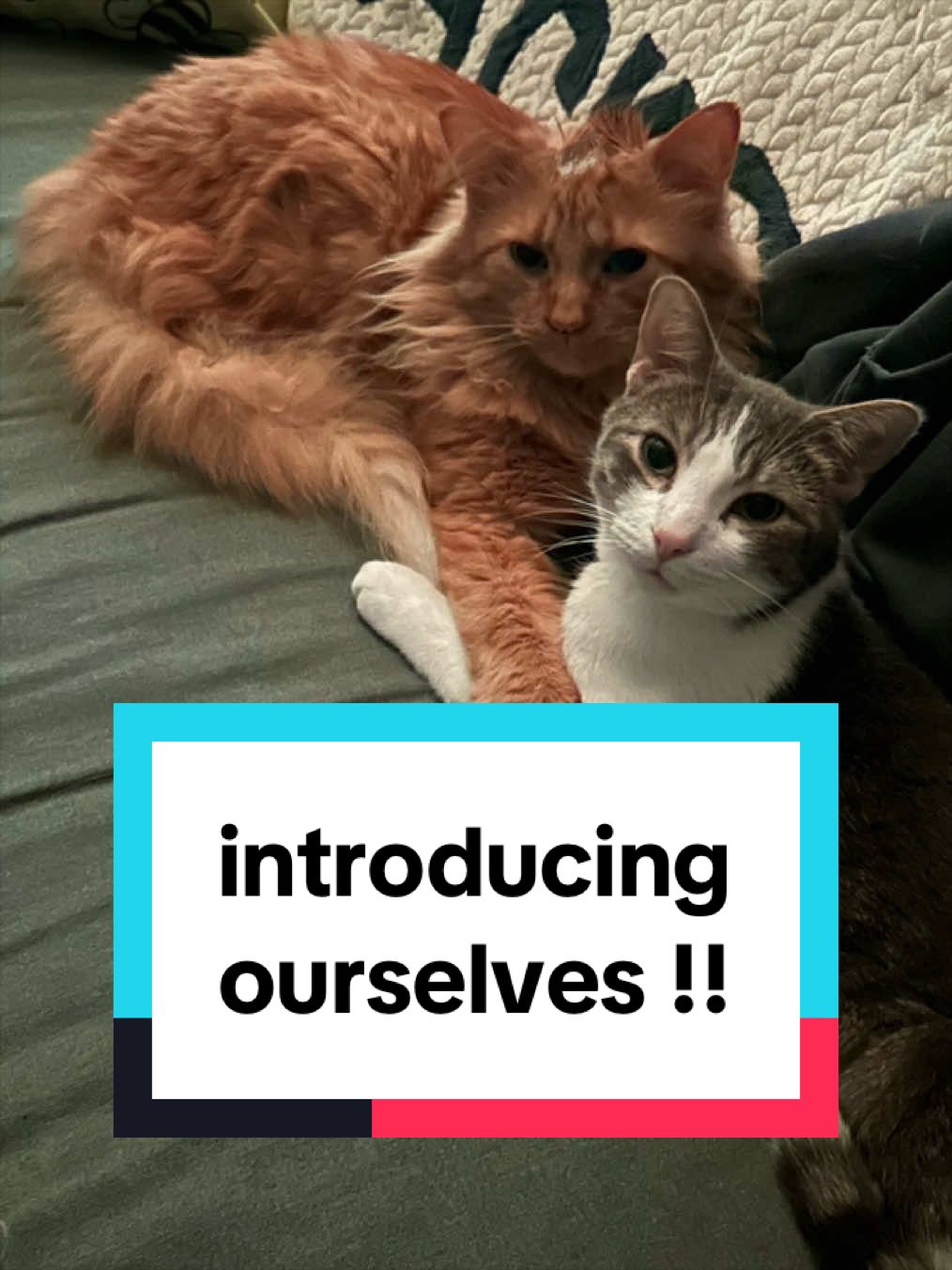 @dipper, jinx, & boogie