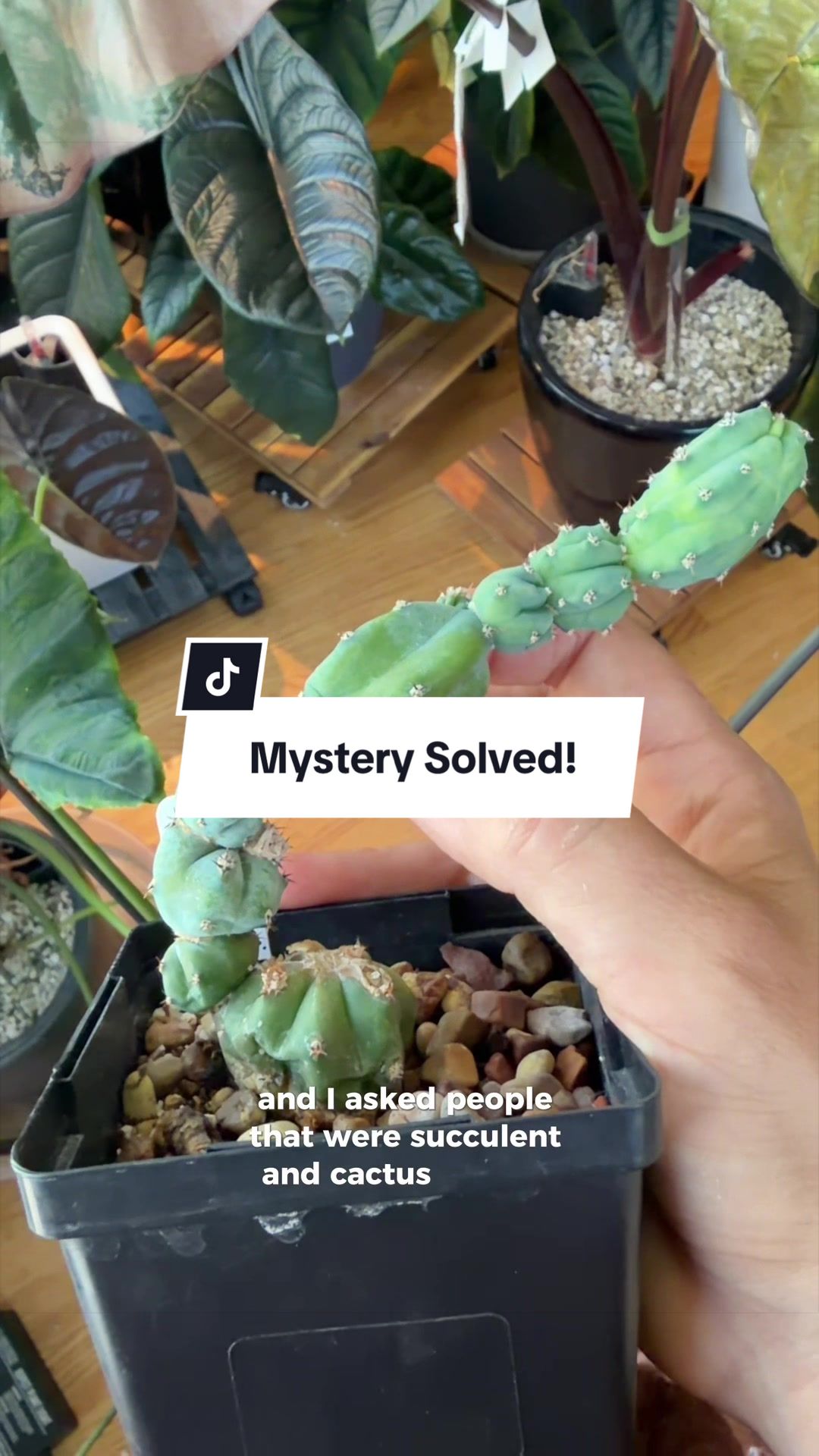 @alltheplantbabies