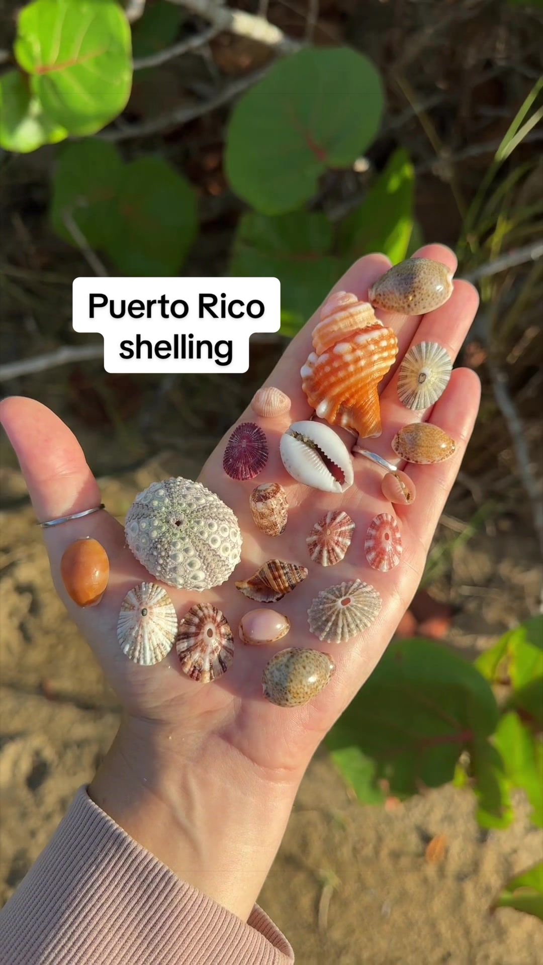 @🐚Jojo🌴