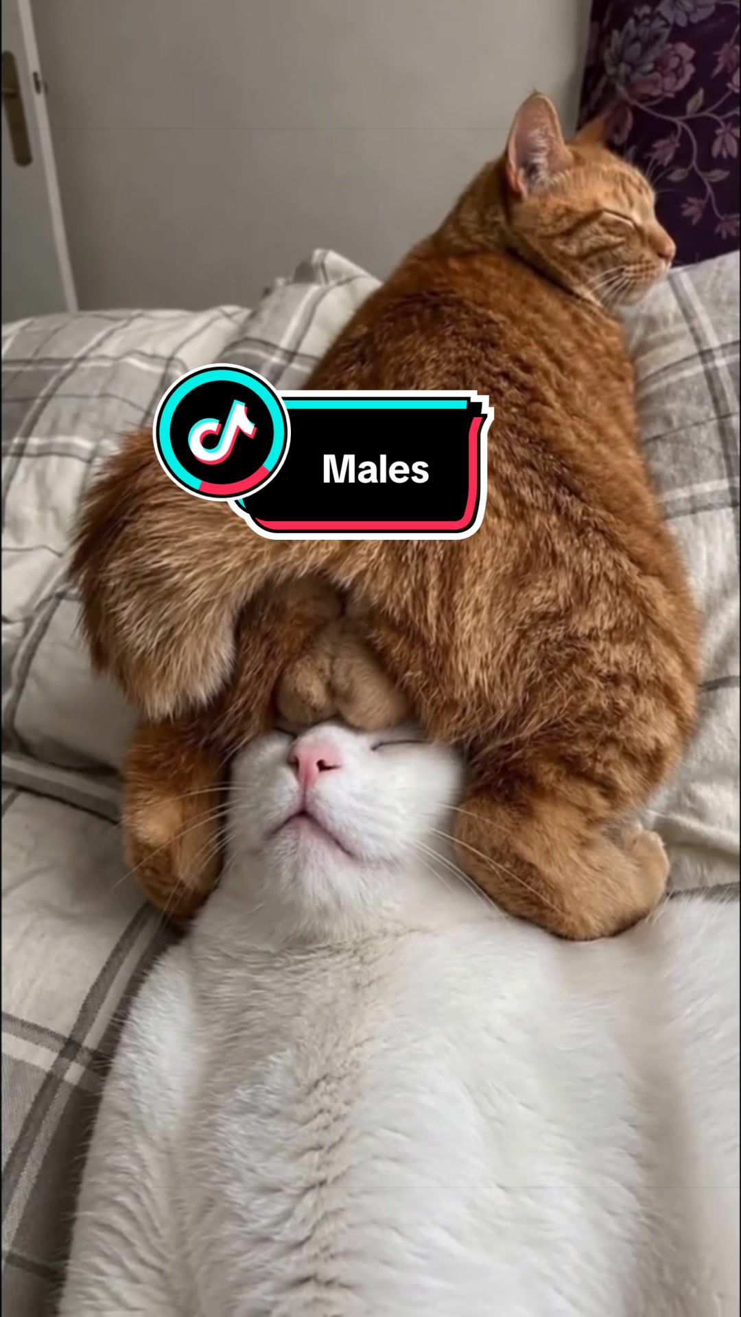 @Caliboy