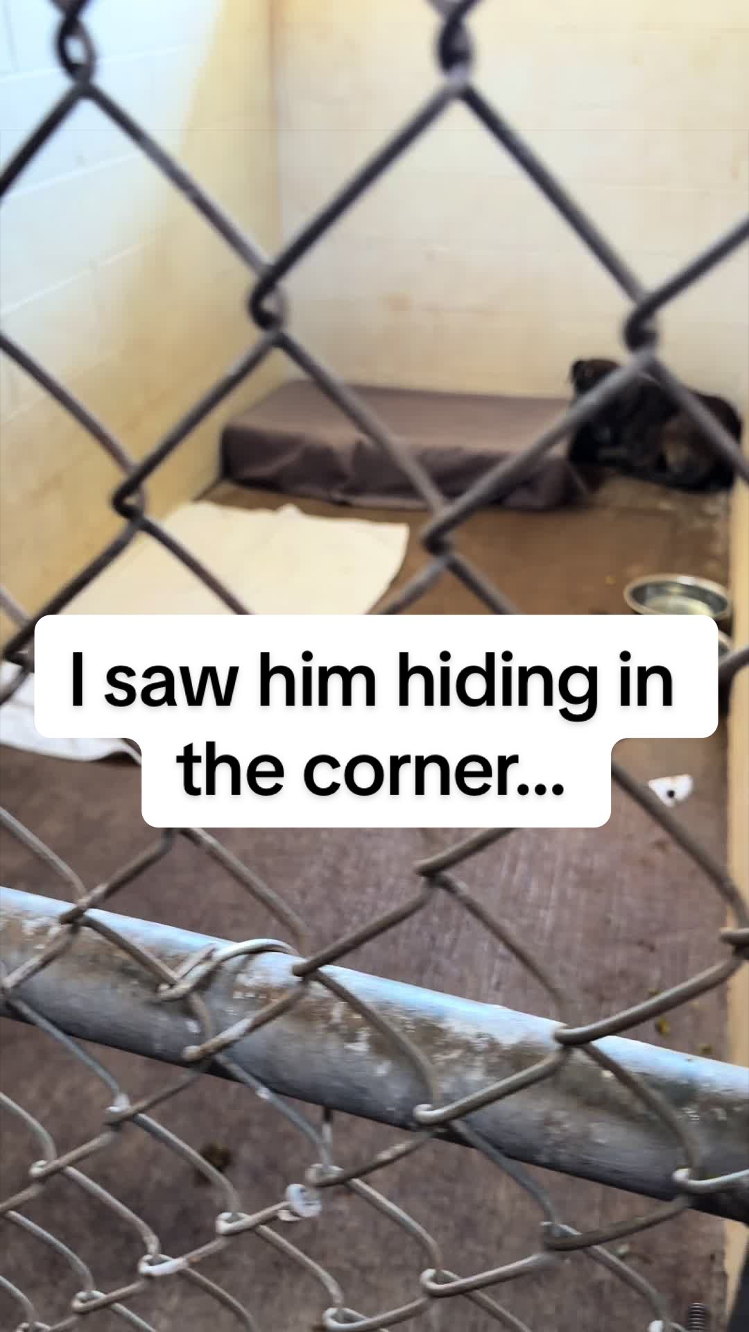 @Cassondra | Maui Shelter Dogs