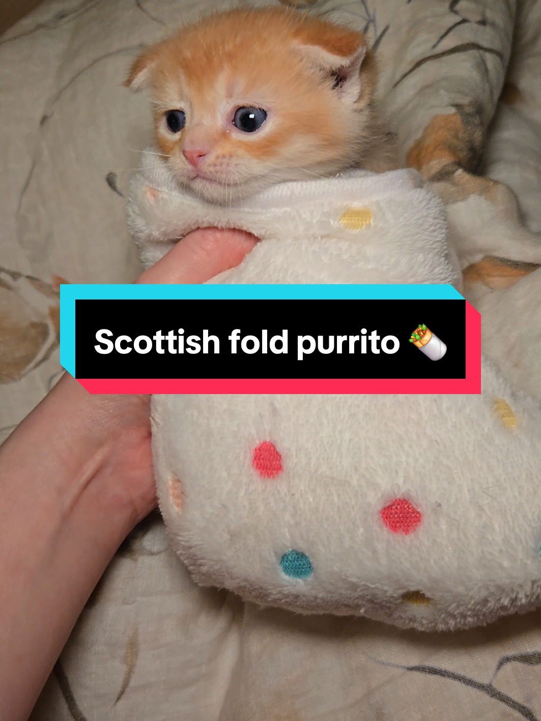@Brittany's Beauties Kittens