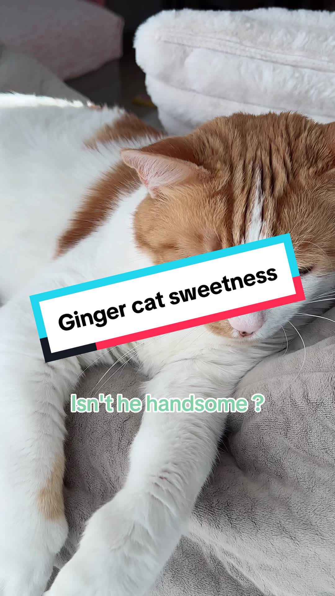 @Pawesome Family