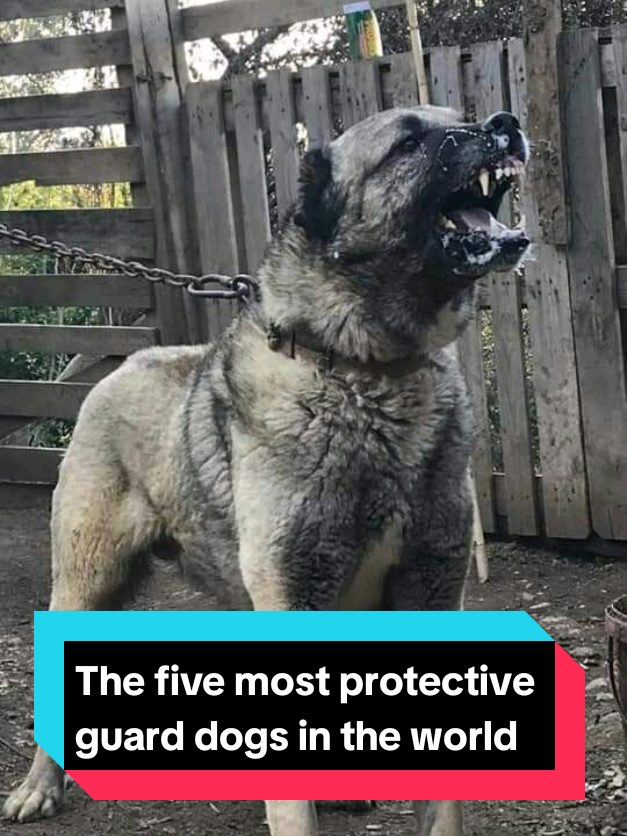 @The pet post