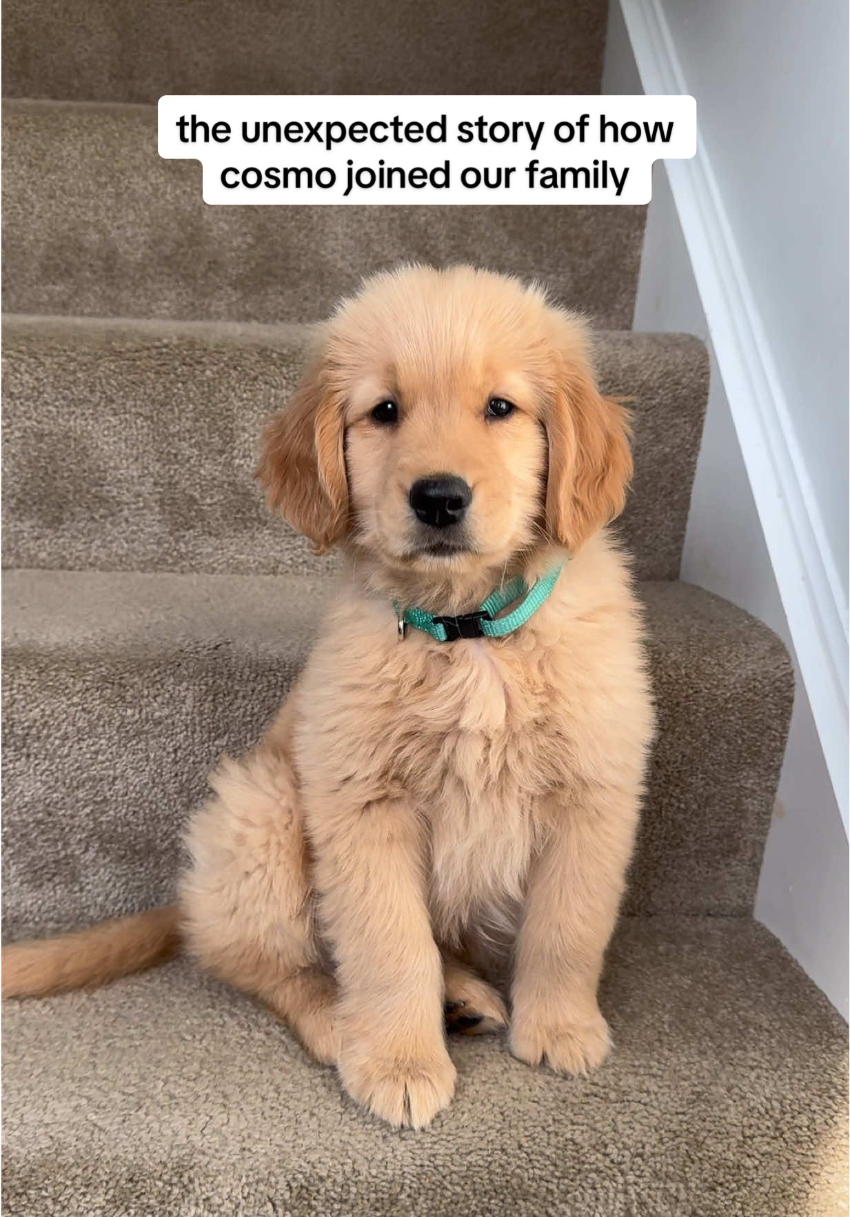 @agoldendogmom