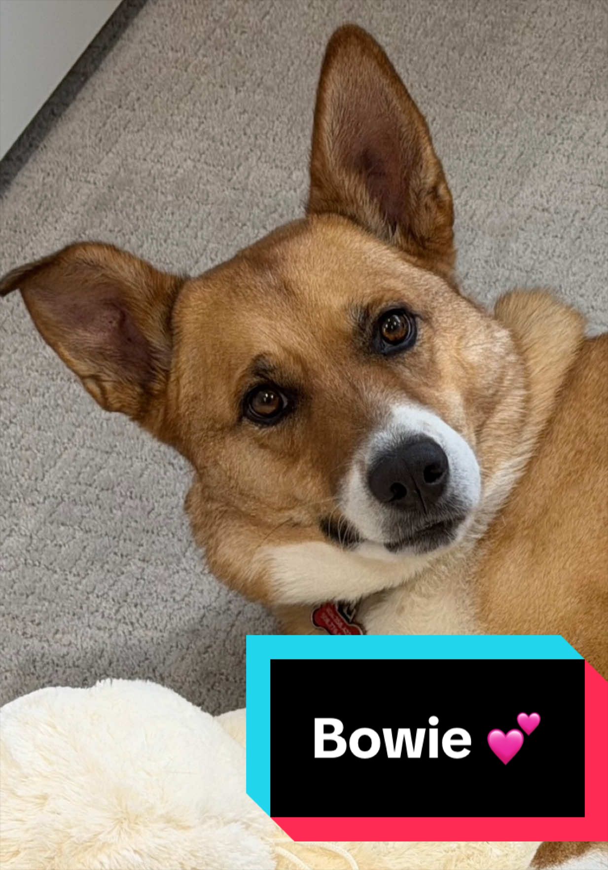 @Joyful Pets