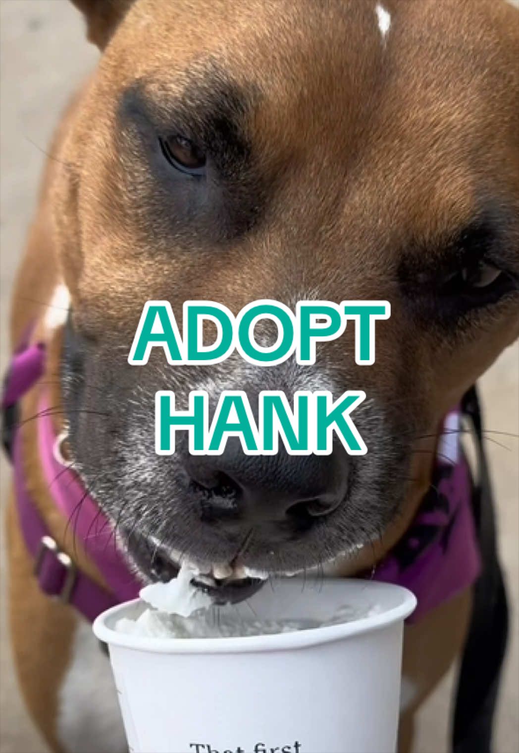 @Adopt a Pet