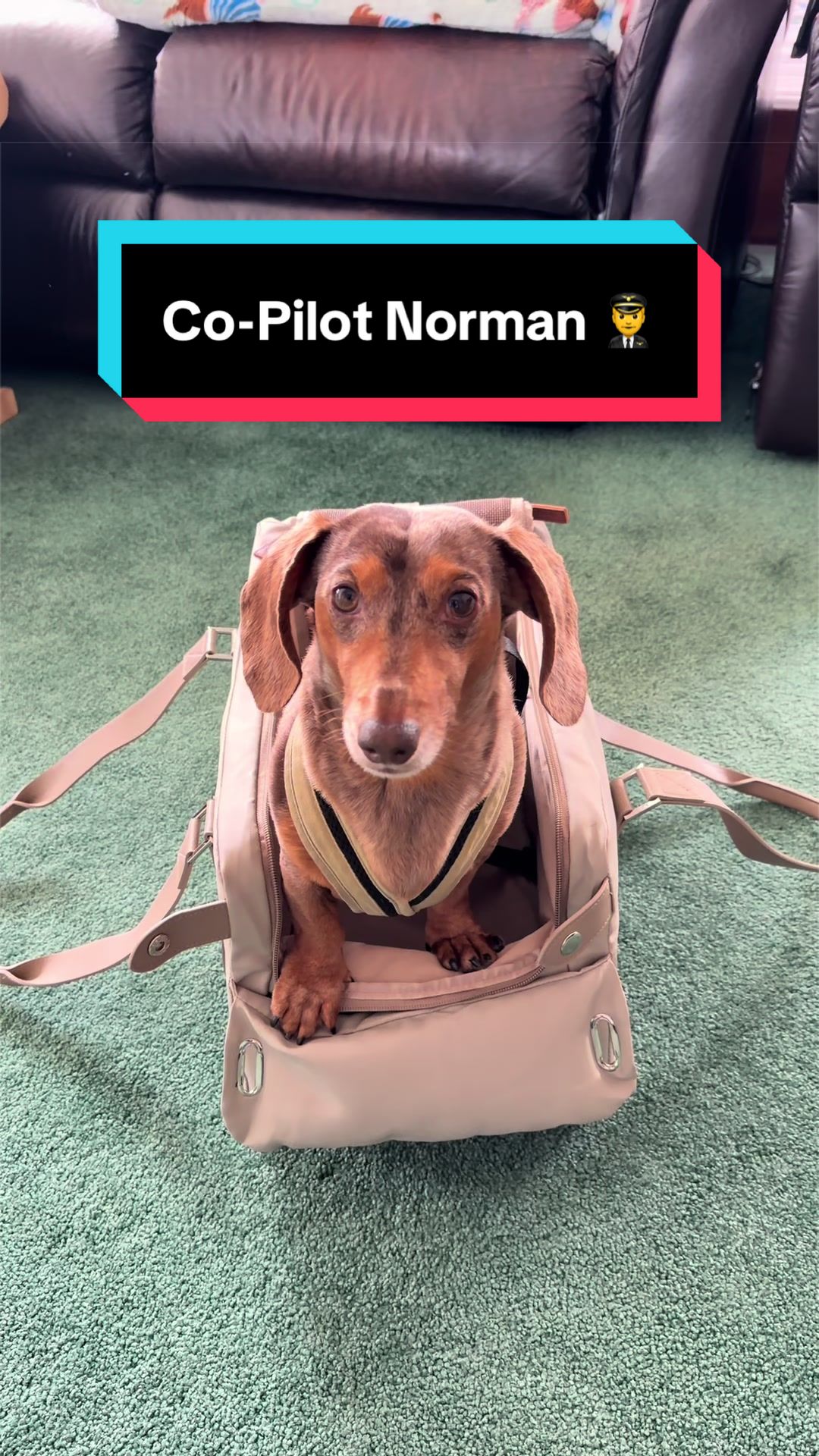 @NormanTheWienerDog