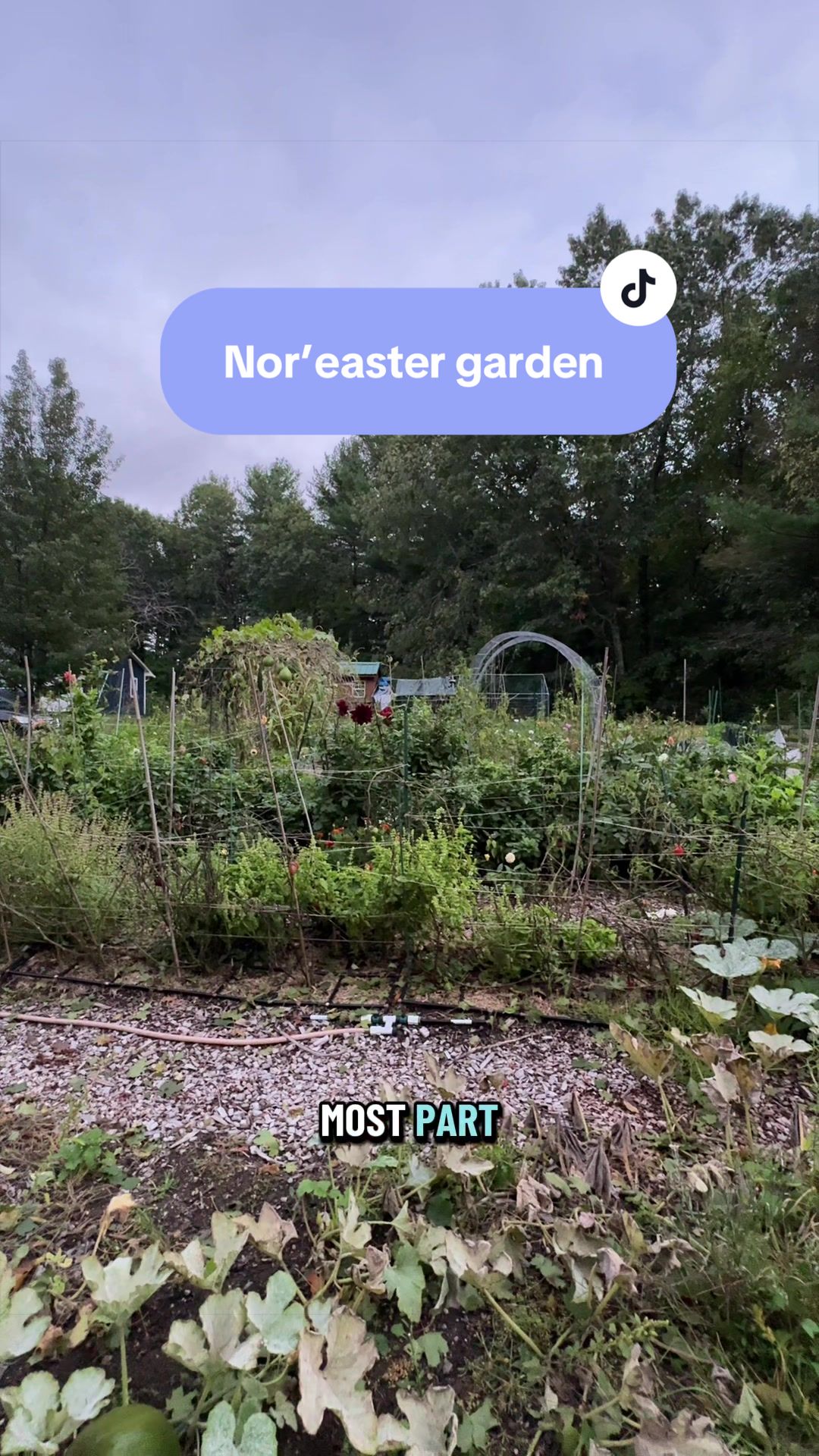 @Manica | zone 6a gardener
