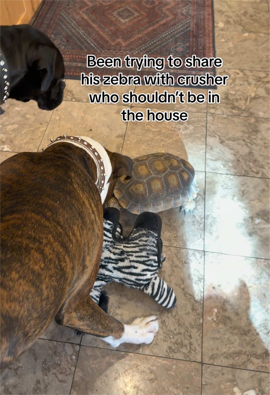 @ⱠłⱫ ₲łⱠ