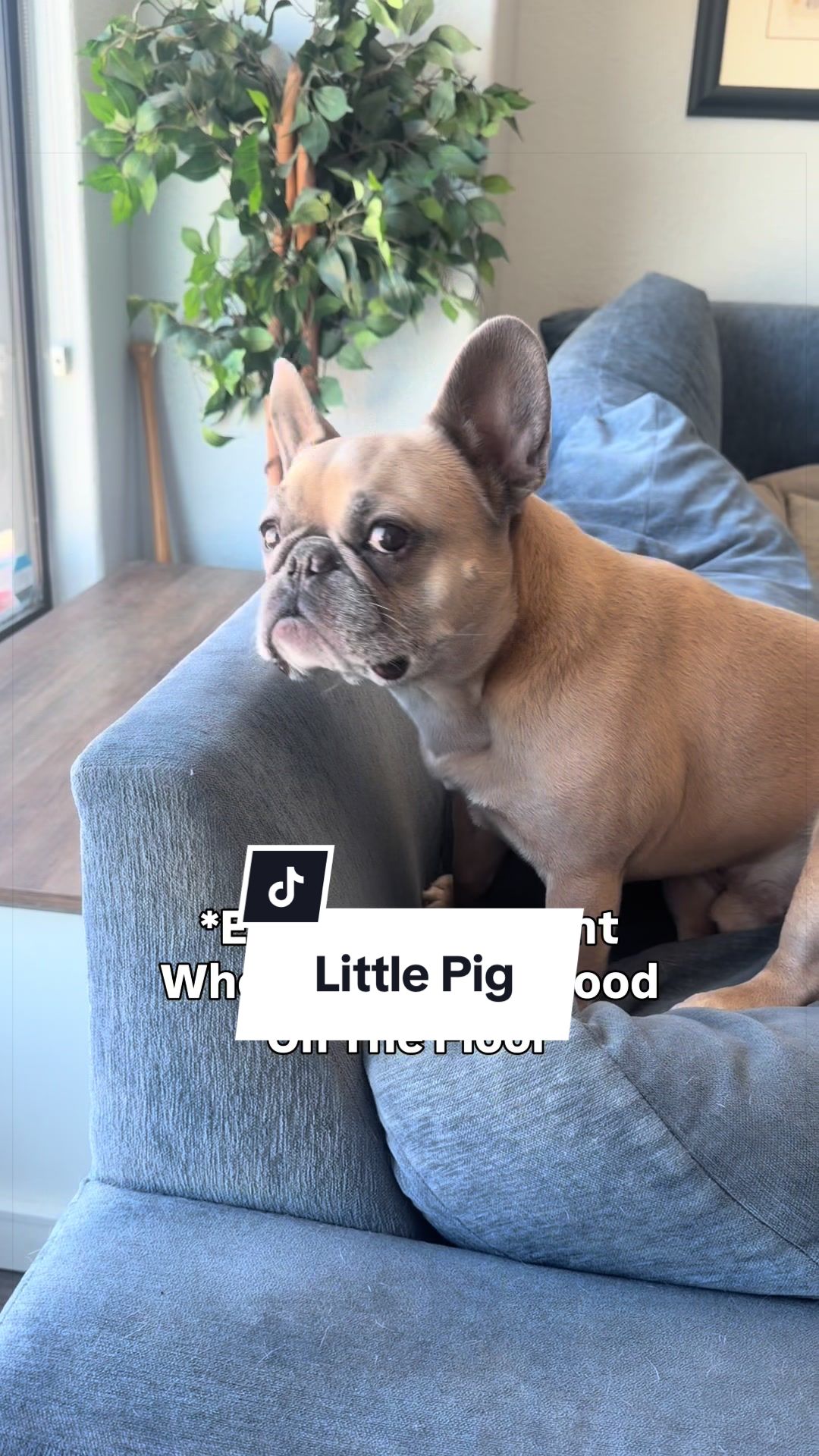 @Somefrenchienamedapollo