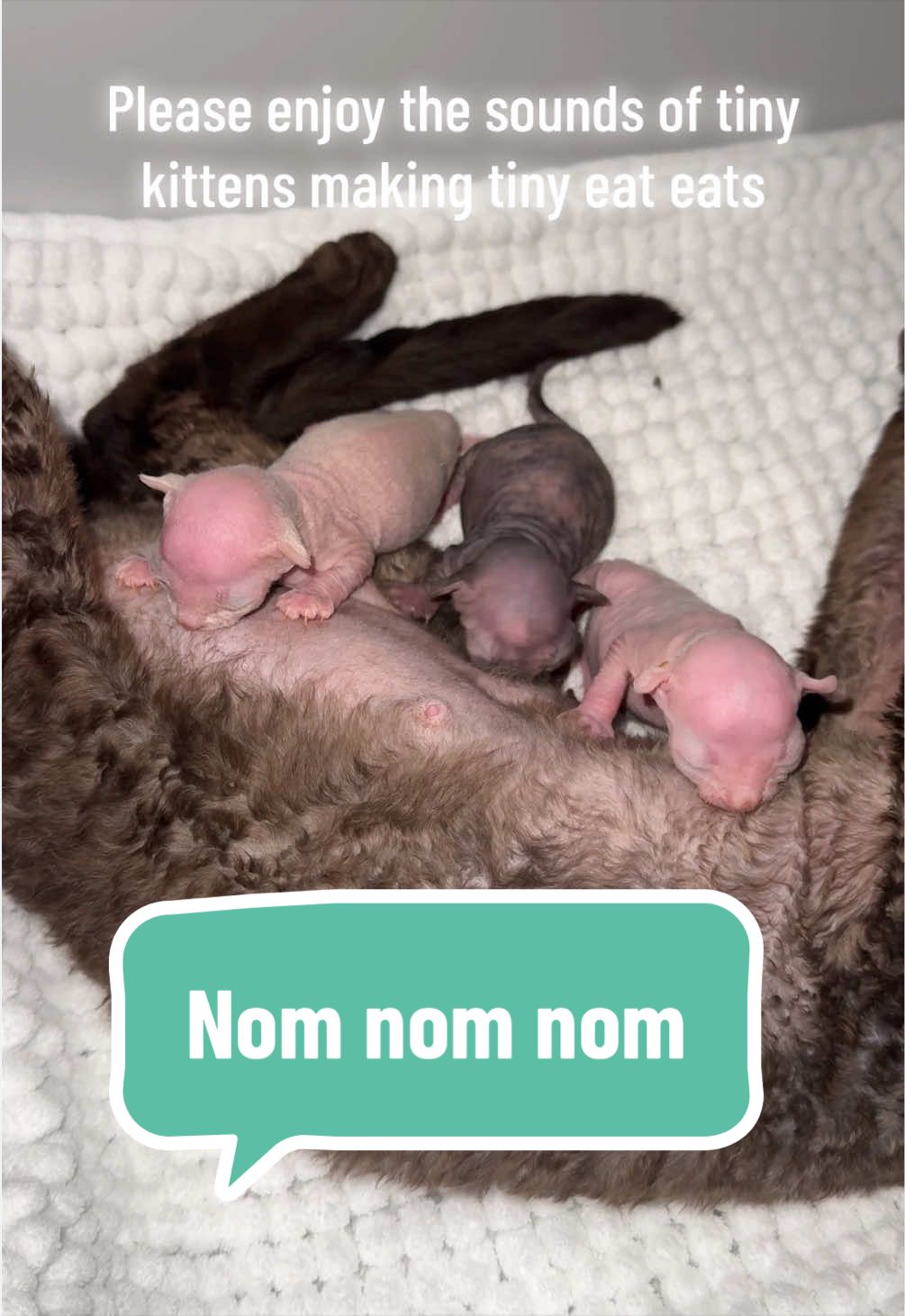 @Boba&rsquo;s Buds Minskin Cats