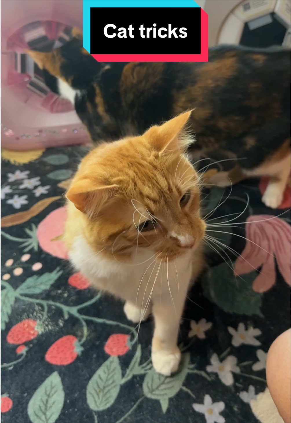 @meloncreamcat