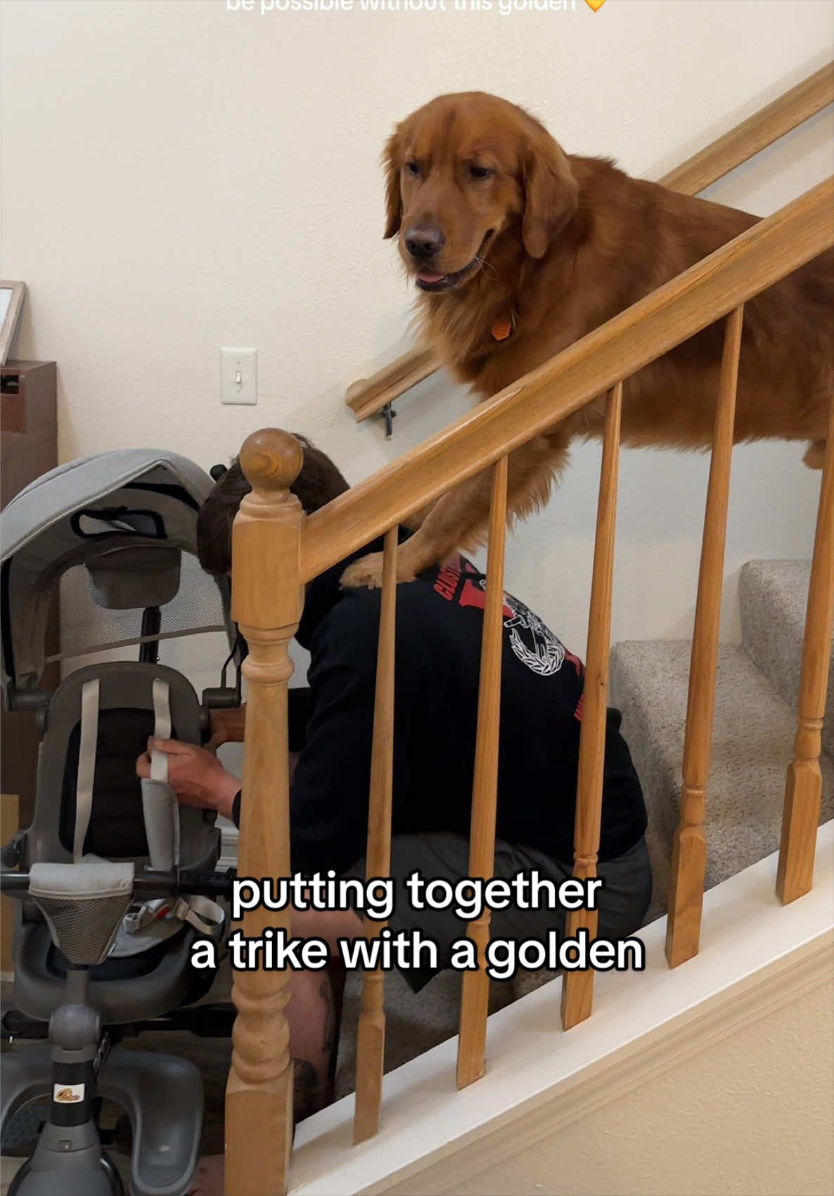 @Winston the Golden Pup 🍯
