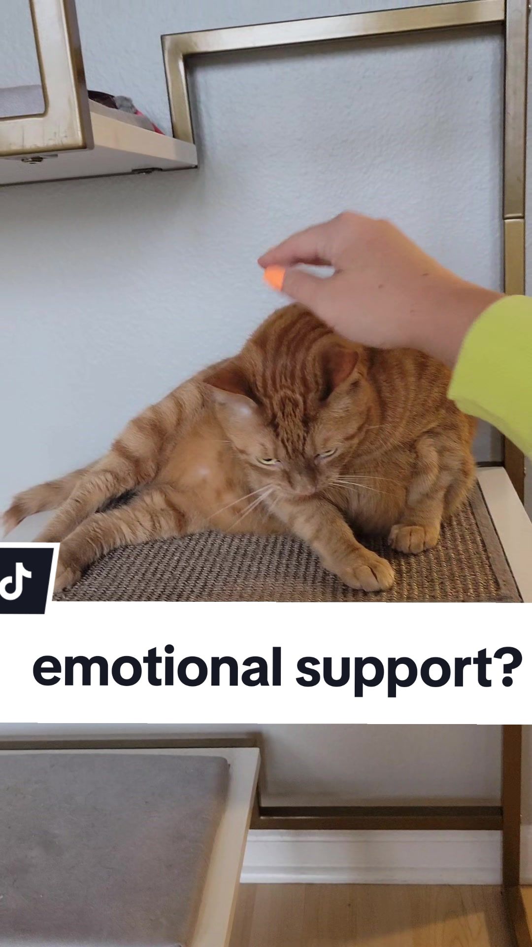 @Leo & Ali the cats 🐈