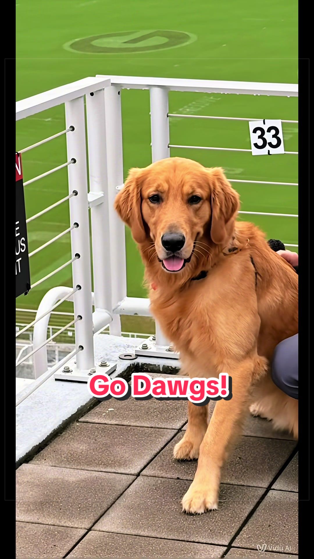 @Charlie the Golden