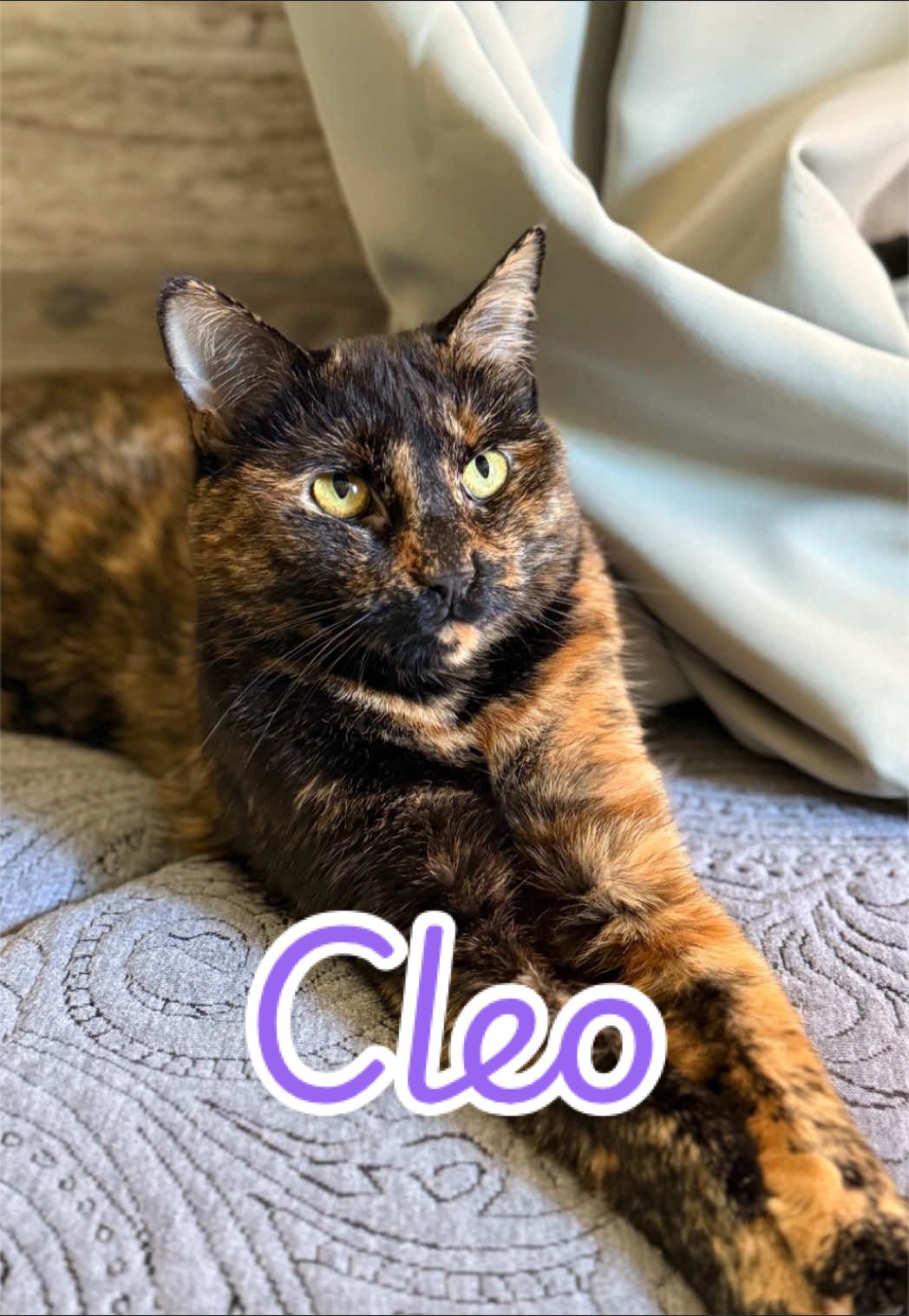 @Fancy Cats Rescue Team