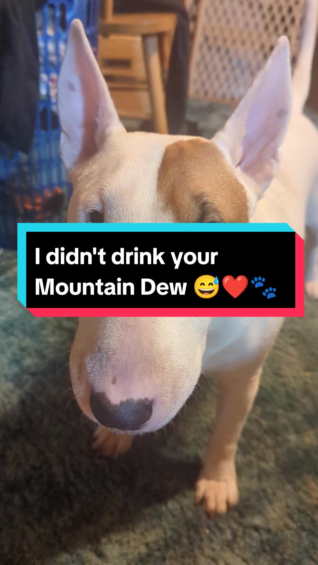 @jessibarbiesbullterrier