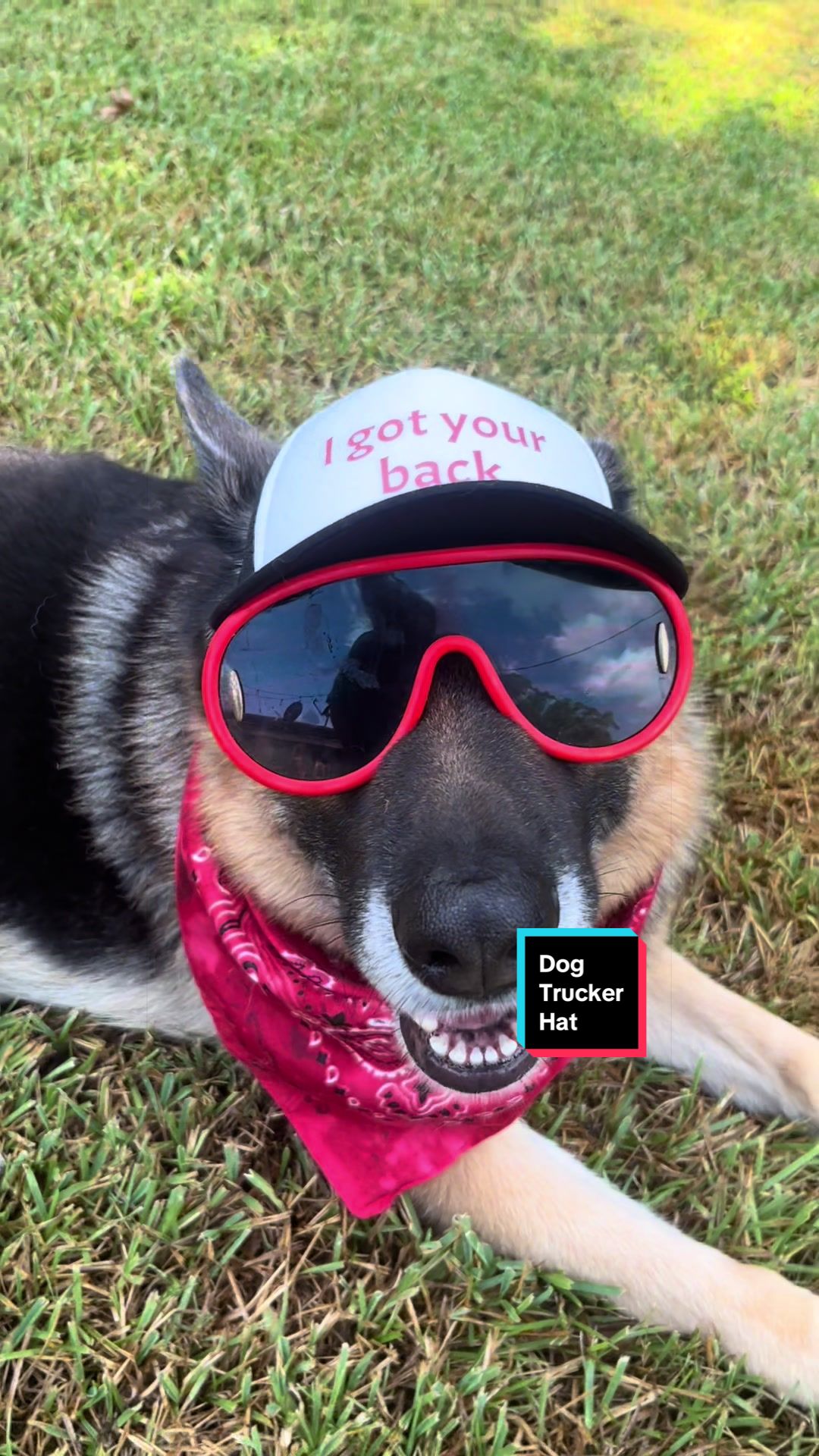 @Walter The German Shepherd