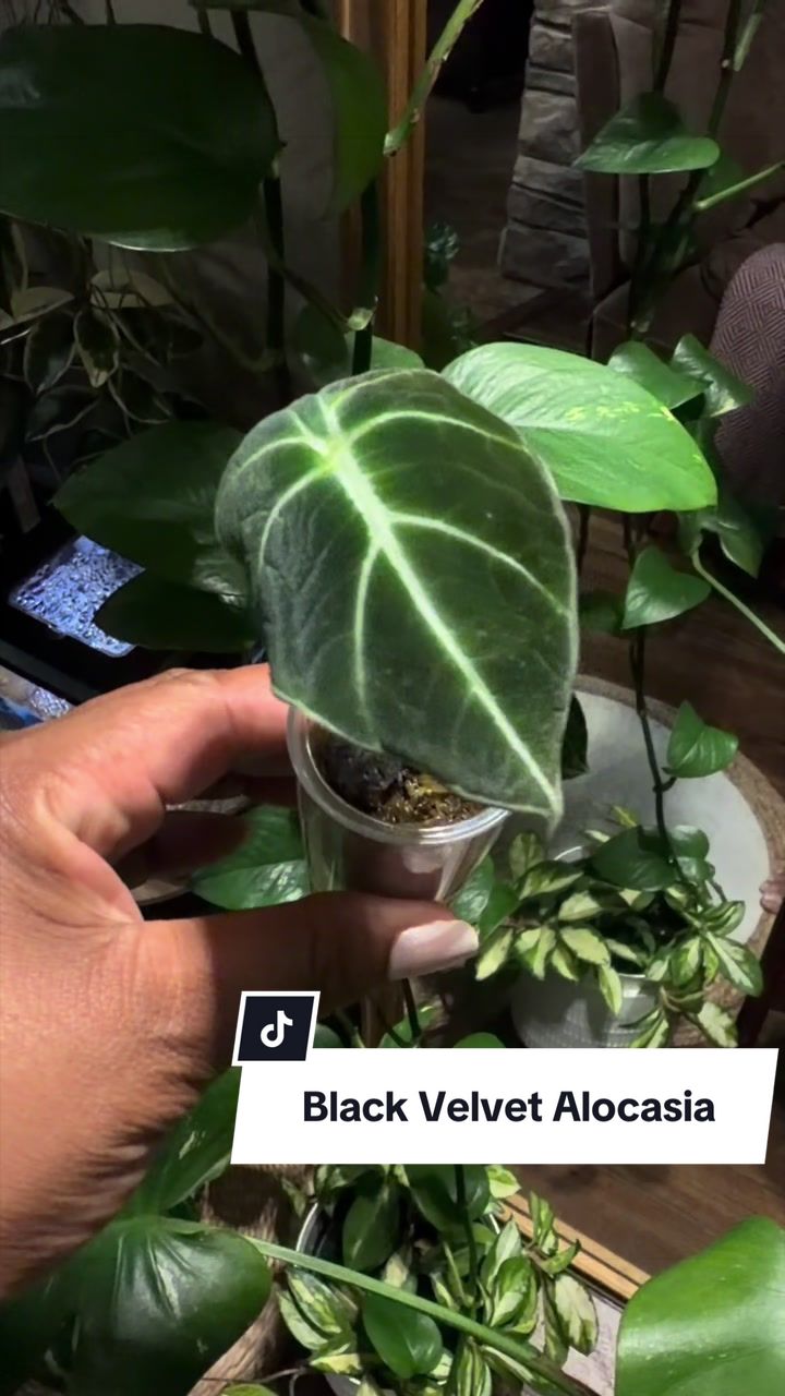 @Jplantmama