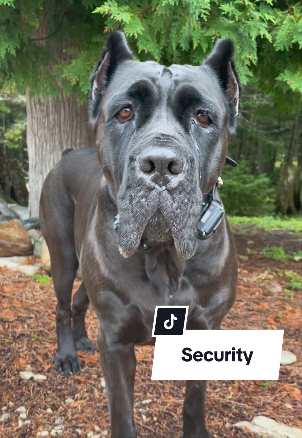 @Boo the Cane Corso