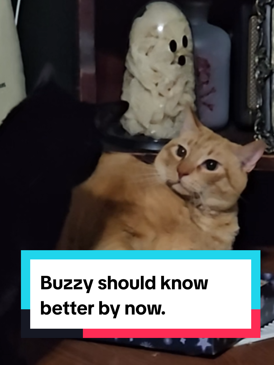 @🌻🐈&zwj;⬛ Ally 📚🦇