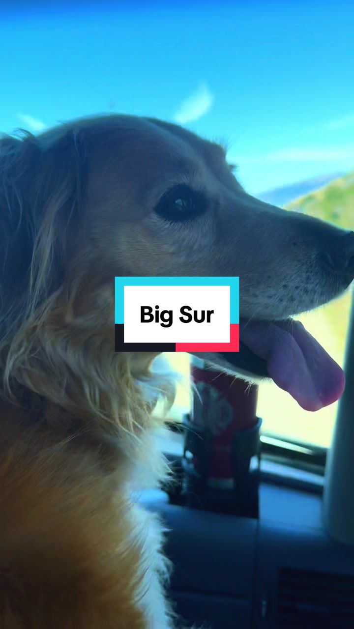@Slo Dog