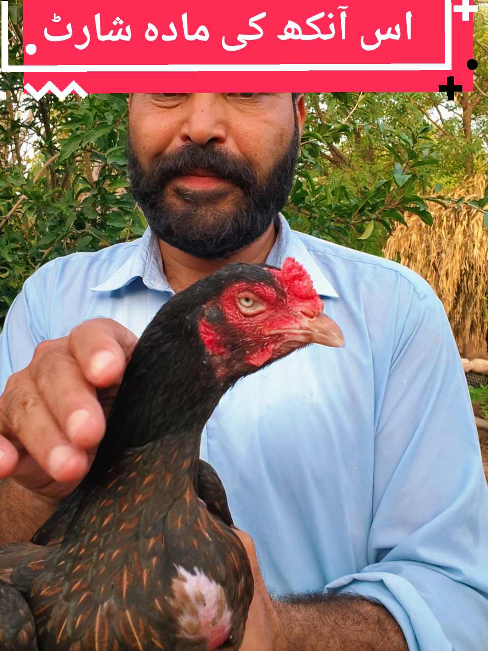 @faizan aseel farm 786