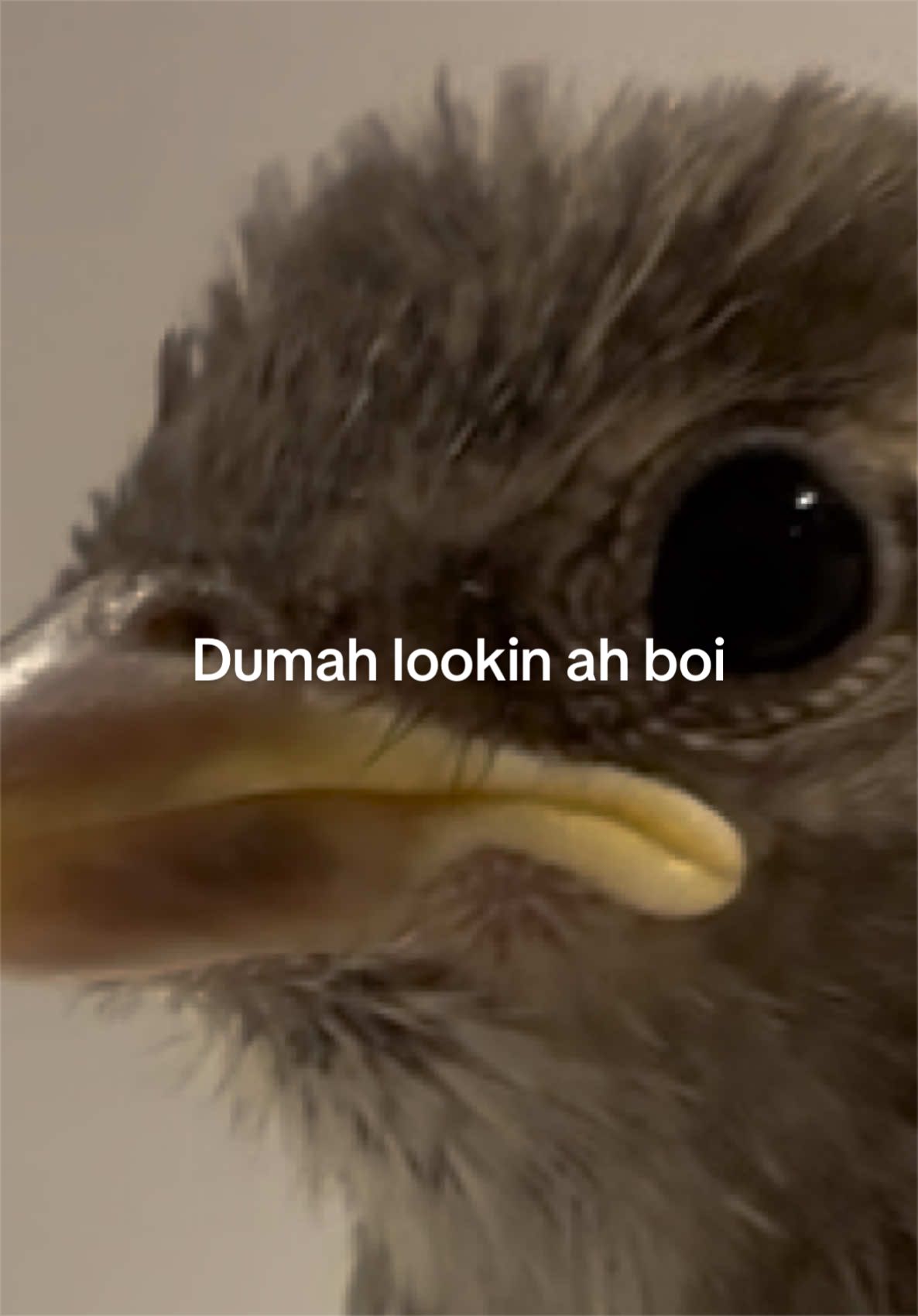 @users10623