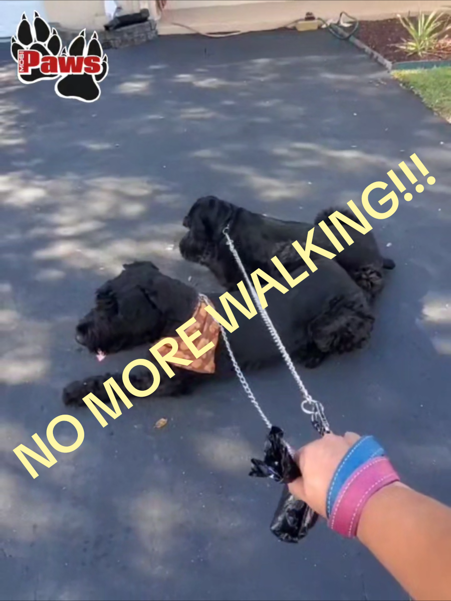 @Giant Schnauzers