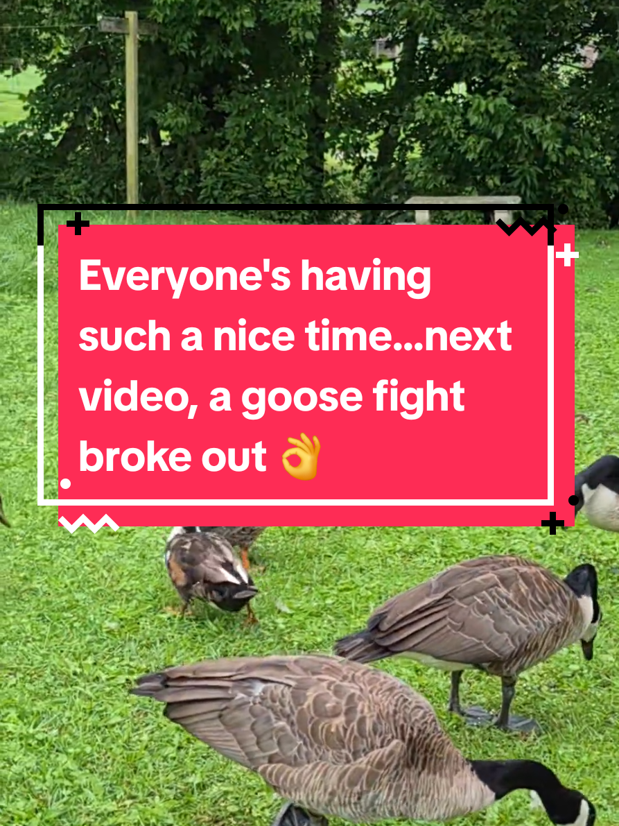 @🦆Duckville🦆