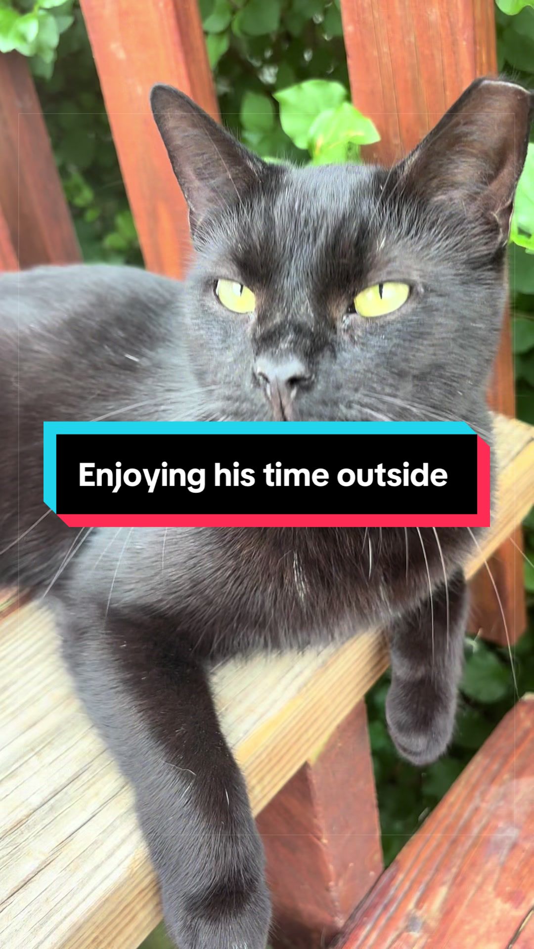 @catlover313official