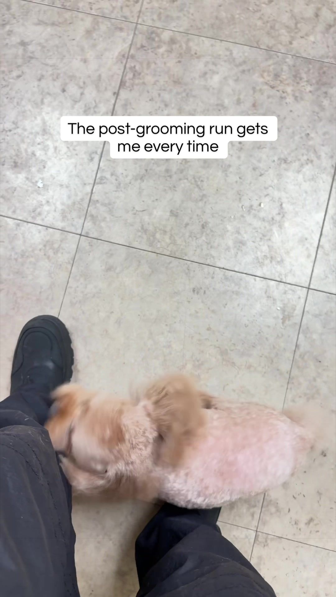 @Poodle Boy Teddy