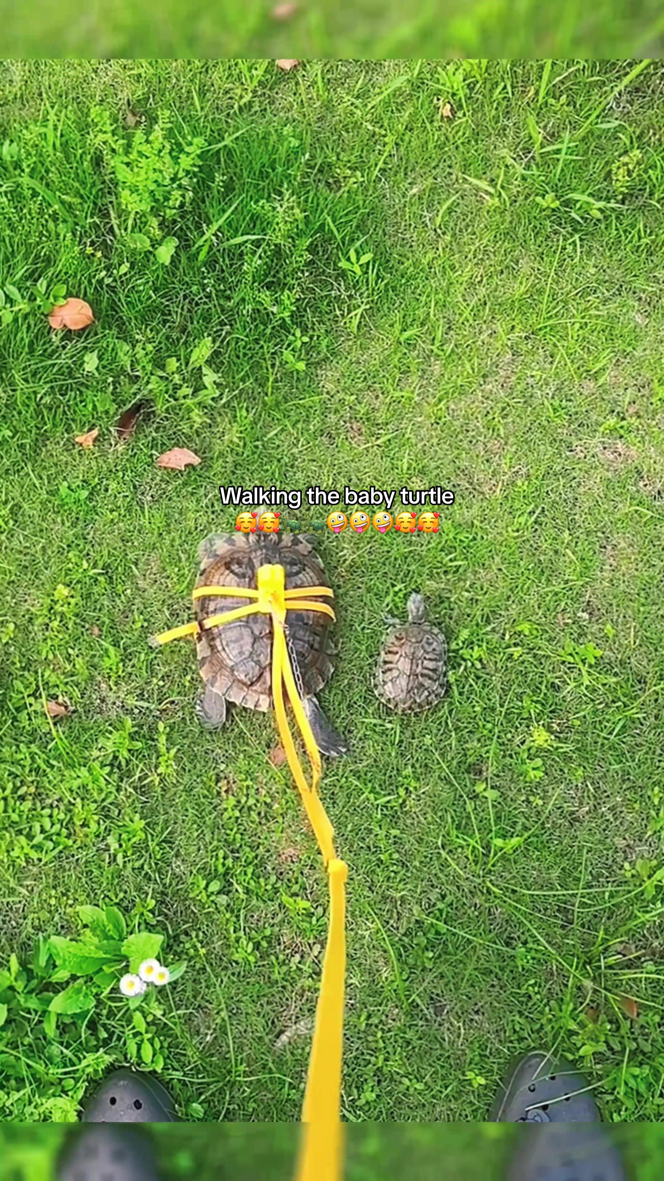 @Mr. Turtle