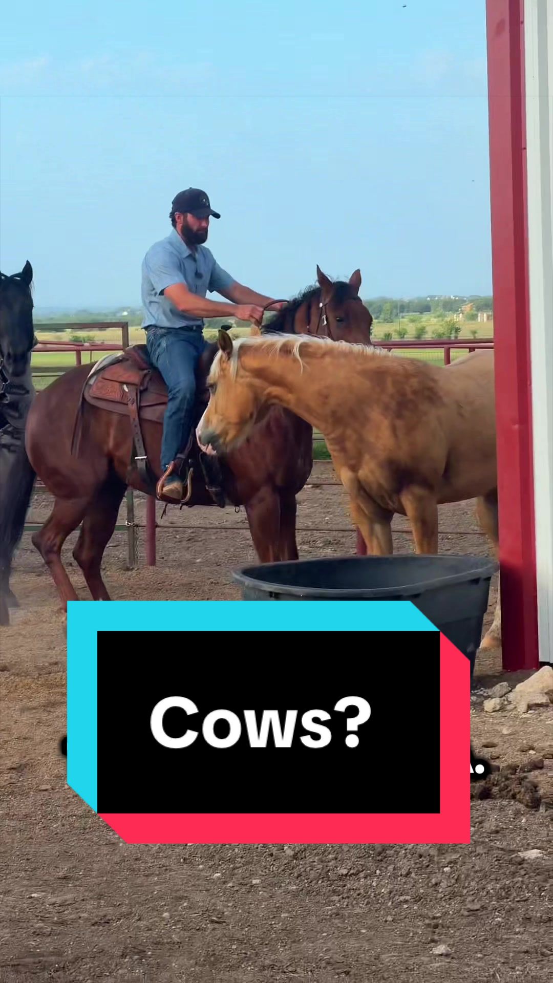 @WS Horses