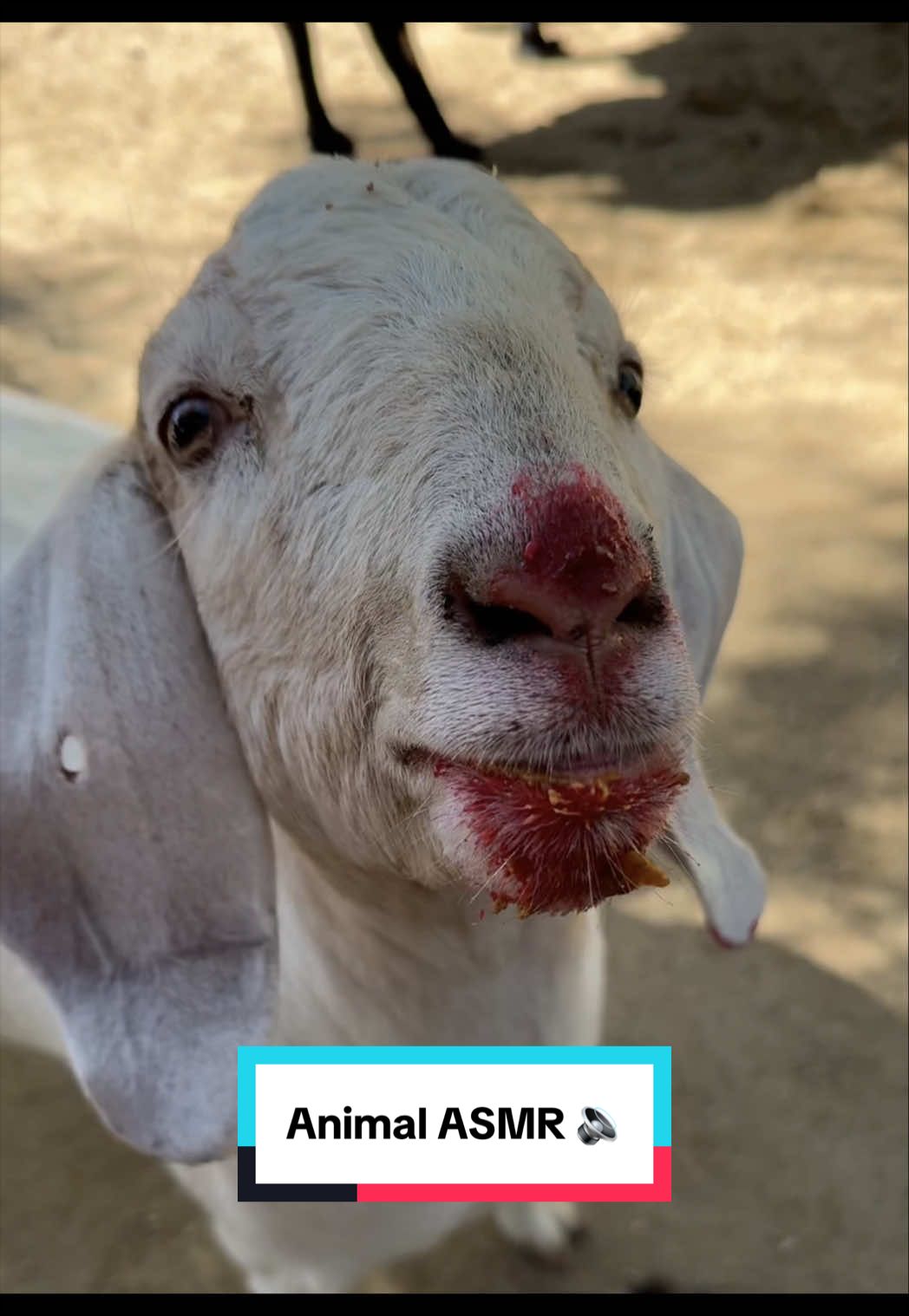 @The Gentle Barn | Sanctuary